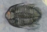 Tower-Eyed, Erbenochile Trilobite From Ou Driss - Top Quality! #170712-2
